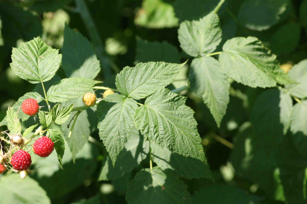 Bramble plant