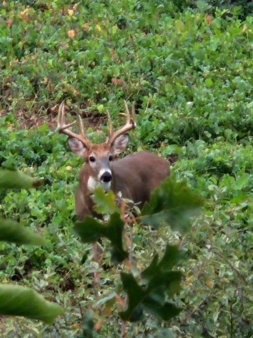 deer in a field