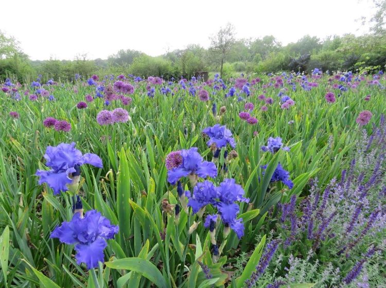 Iris and allium