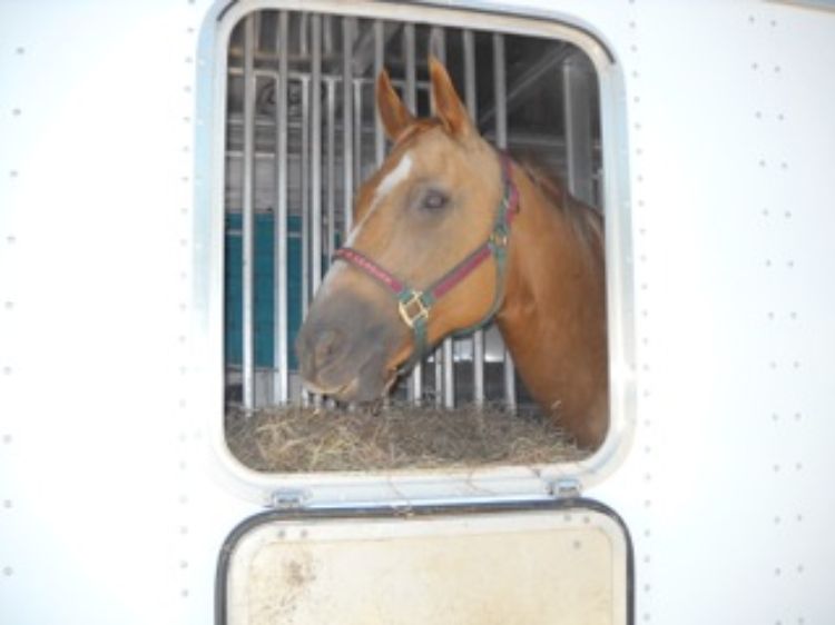 Spend some time on horse trailer maintenance before hitting the road this season. A little preventative maintenance will take you a long way toward staying safe. Photo credit: Karen Waite | MSU Extension