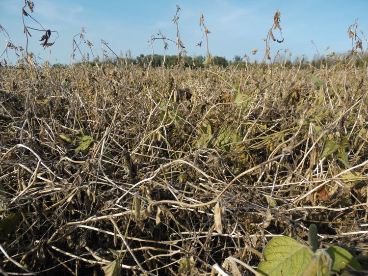 White mold in soybeans