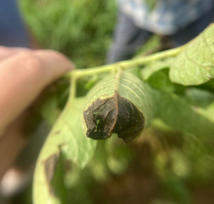 A curled leaf with a dead, brown end.