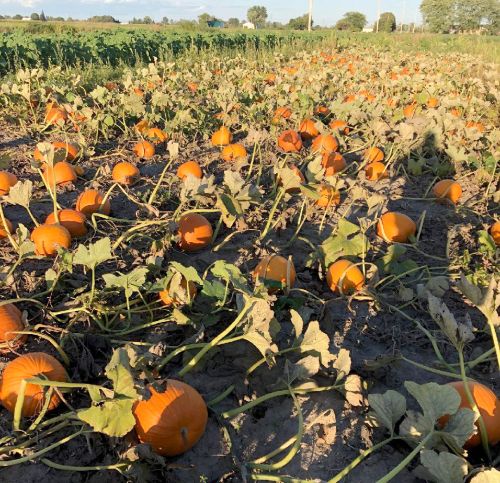 Pumpkin farm