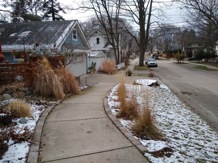 Grasses along a sidewalk