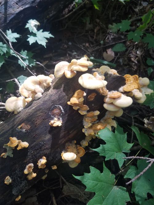 Phyllotopsis nidulans in its natural habitat, decomposing a fallen tree.