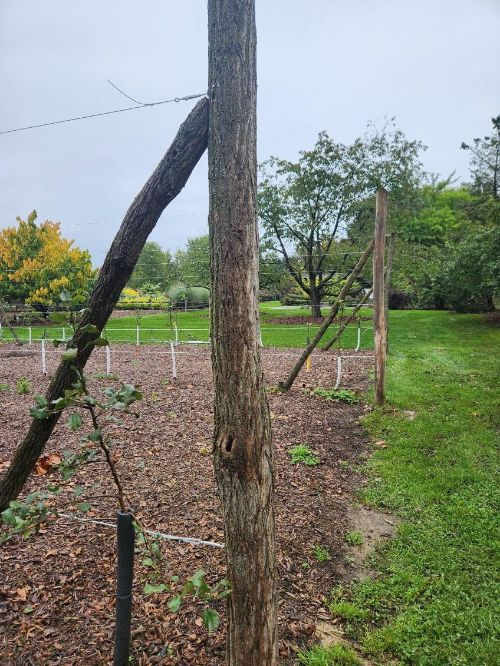 Black Locust posts