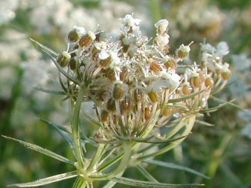  wild carrot6.jpg 