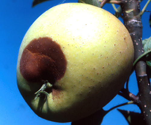  Early season fruit infections appear at the calyx end. 