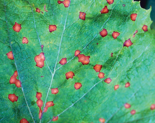 On the leaves, light brown, roughly circular sports appear in the spring and summer. These can be distinguished from herbicide damage by a ring of small black fruiting bodies, visible with the naked eye or a hand lens. 