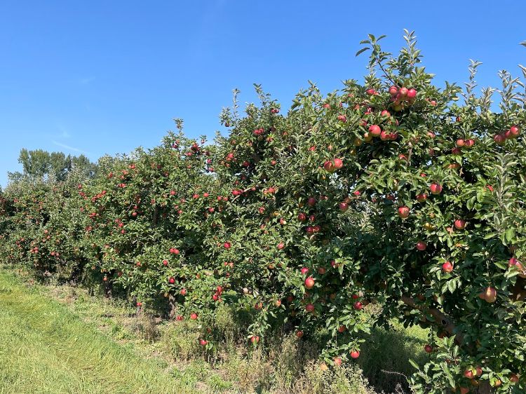 A row of Idared apple trees.
