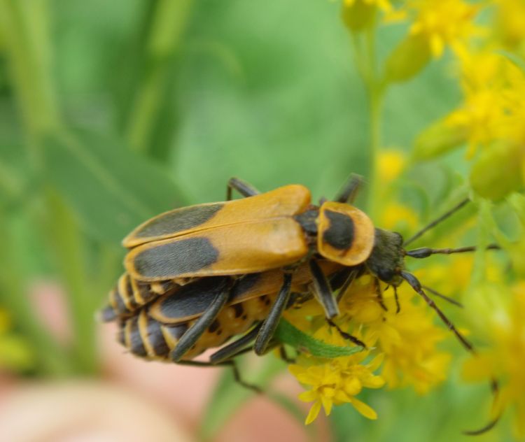 Goldenrod soldier beetles on goldenrod.