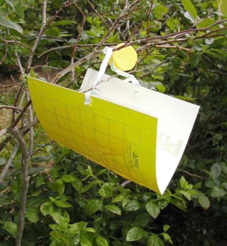 Blueberry maggot yellow sticky trap correct placement. Photo: Rufus Isaacs, MSU.