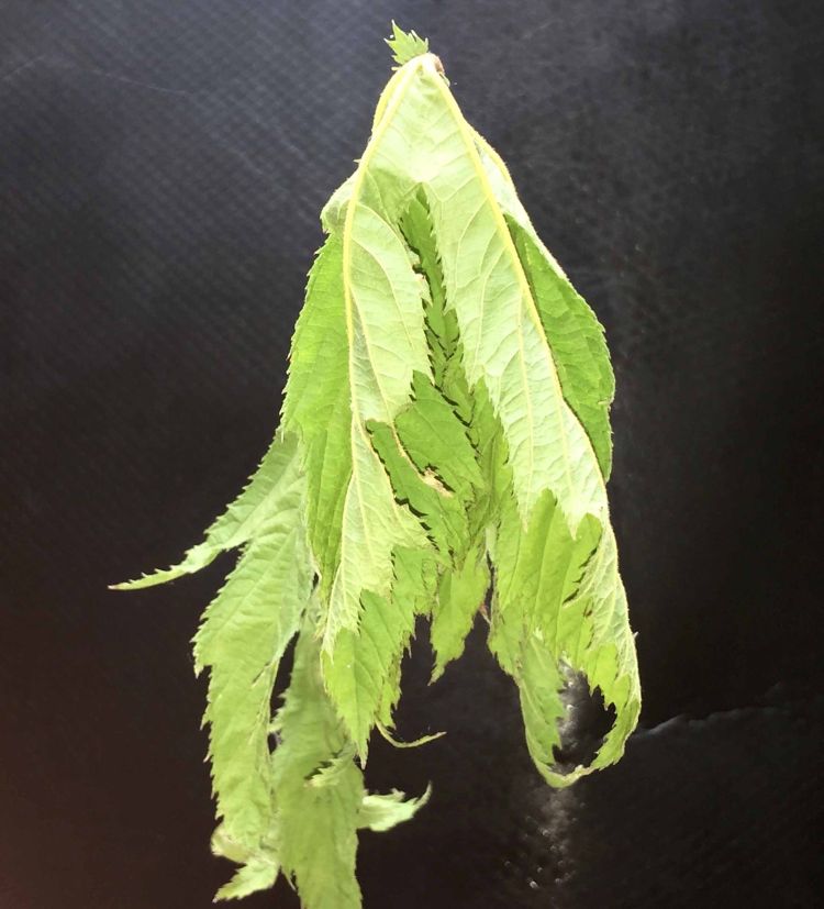 Leaf curling is a common symptom of drought-stressed plants. Photo: Patrick Voyle.