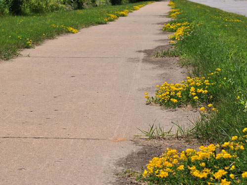  Birdsfoot Trefoil5.jpg 