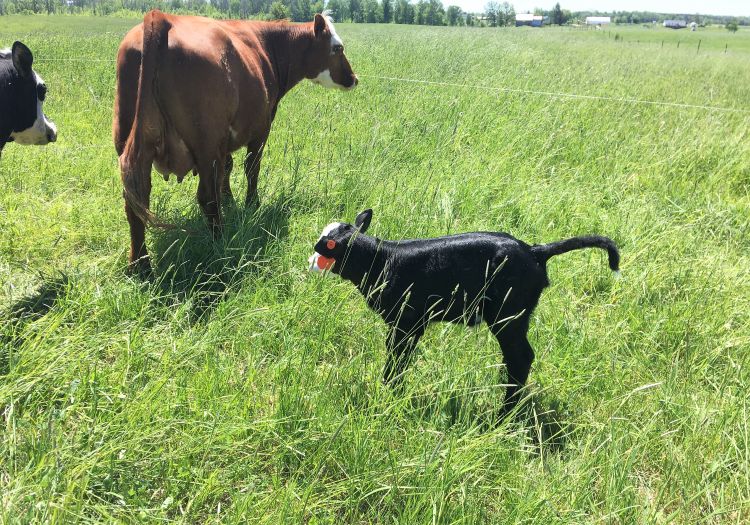 A calf and two cows. The calf is recently tagged.