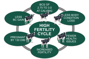 Unlocking the key to reproductive success in lactating dairy cows
