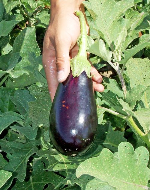 Eggplant