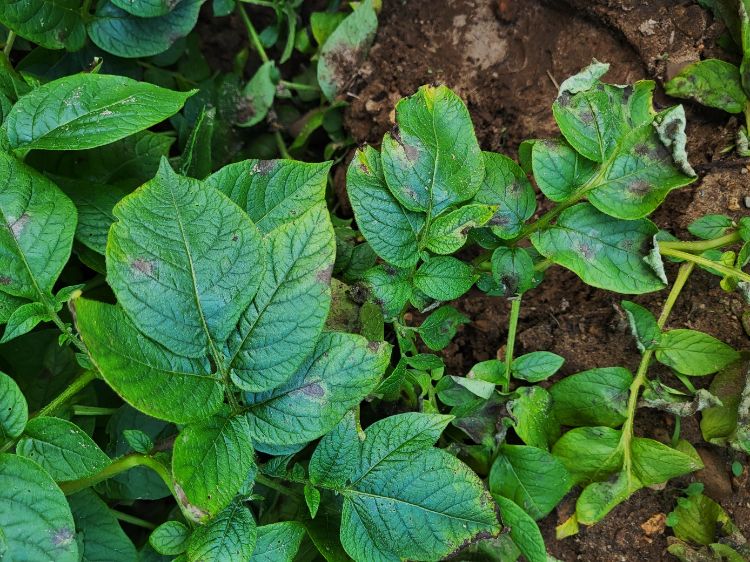 Potato leaves with lesions and discoloration.