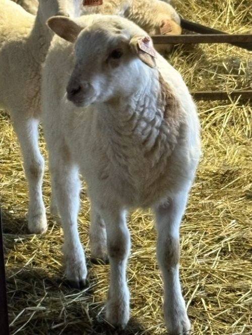 a white lamb is standing on yellow straw