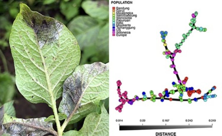 photo of potato leaf infected with late blight disease