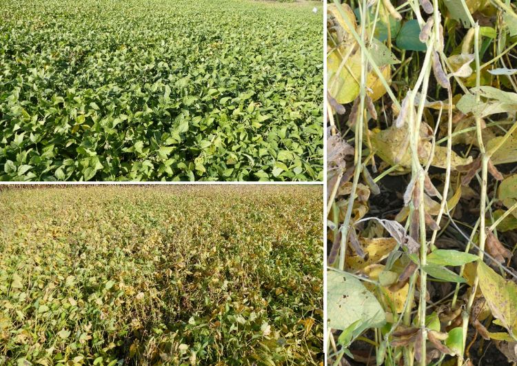 Soybean fields