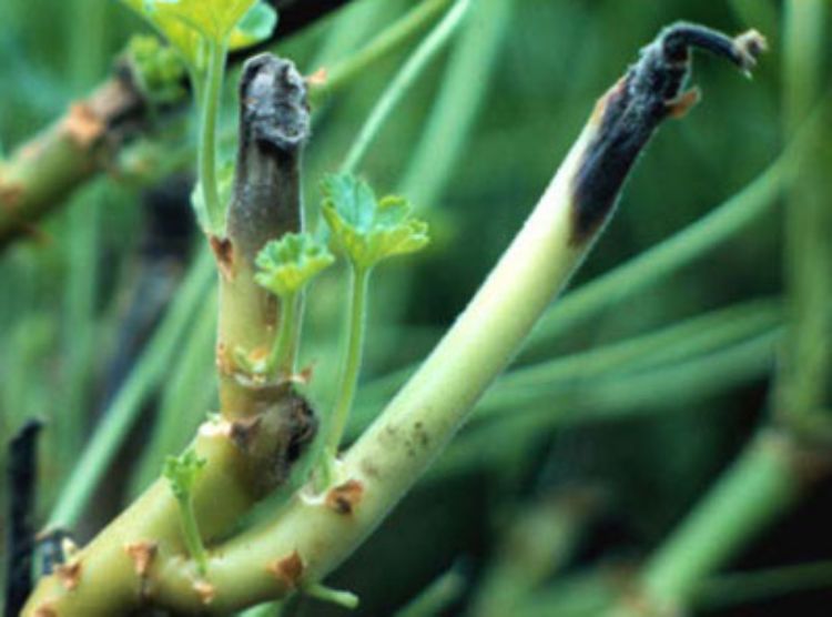 Photo 1. Stem canker caused by Botrytis. Photo credit: Mary Hausbeck, MSU