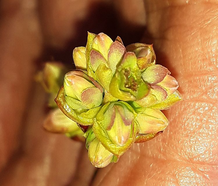 Bluetta terminal bud in the tight cluster stage with king flower damaged