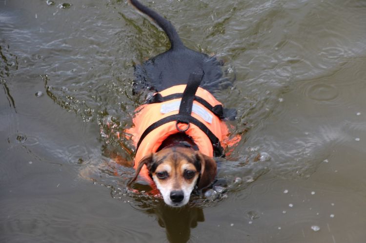 A Lake Manitou resident pet enjoys a swim in Lake Manitou. This is how the water normally looks. Photo credit: Fred Farkas