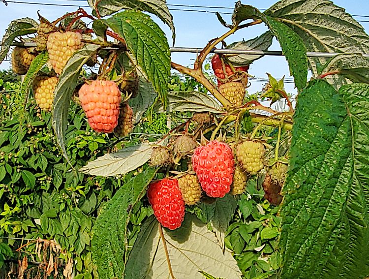 Fall raspberries ready for harvest.