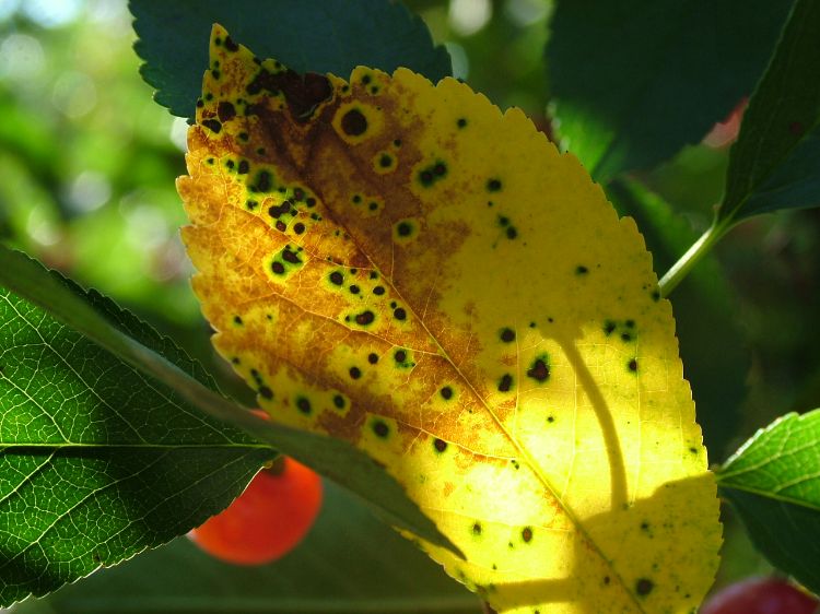 Photo of yellow spotted leaf with chlorosis and lesions from cherry leaf spot infection