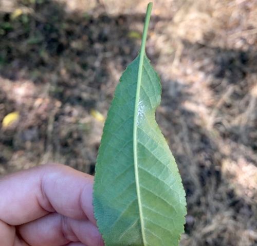 Powdery mildew on tart cherry leaf