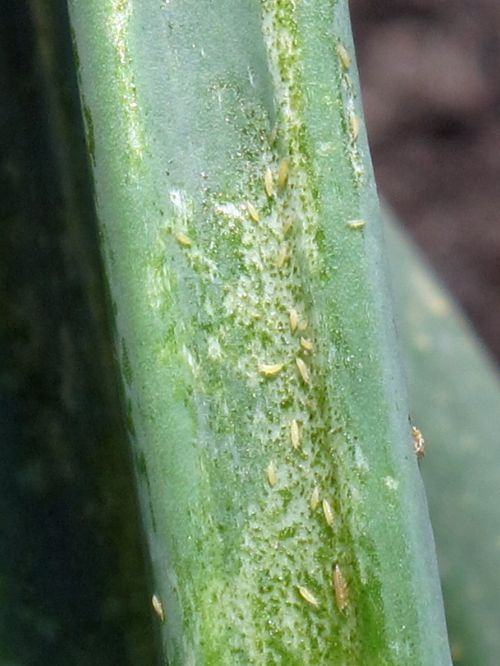 Close-up of many onion thrips on a green stem of an onion plant.
