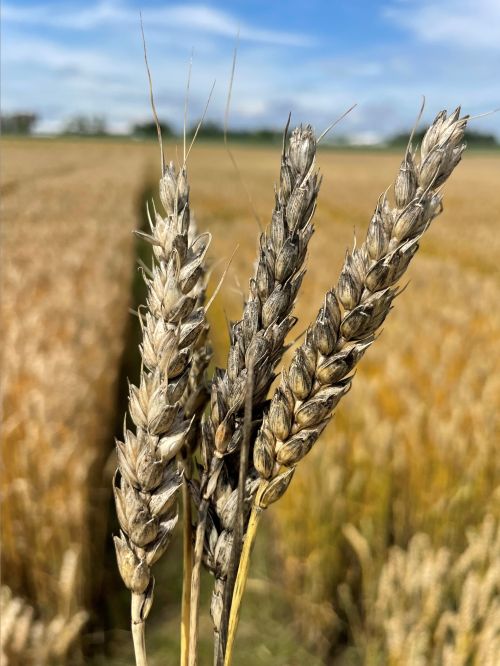 Black mold on wheat