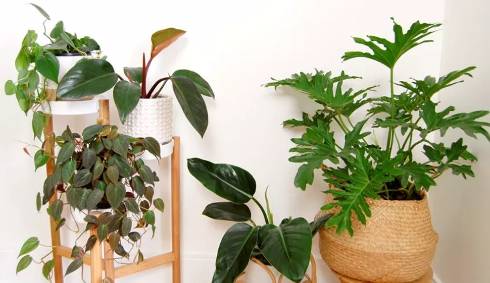 houseplants