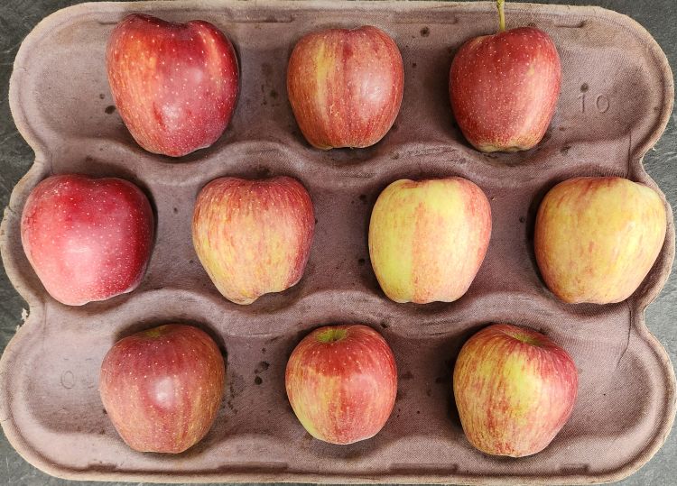 A tray holding 10 Red Delicious apples arranged in three rows.
