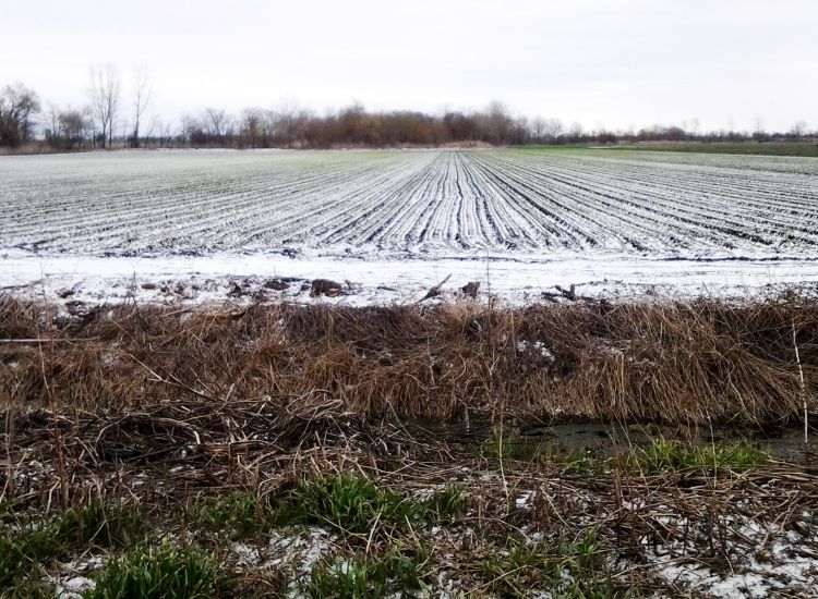 Lettuce transplanted before a snow in early April.