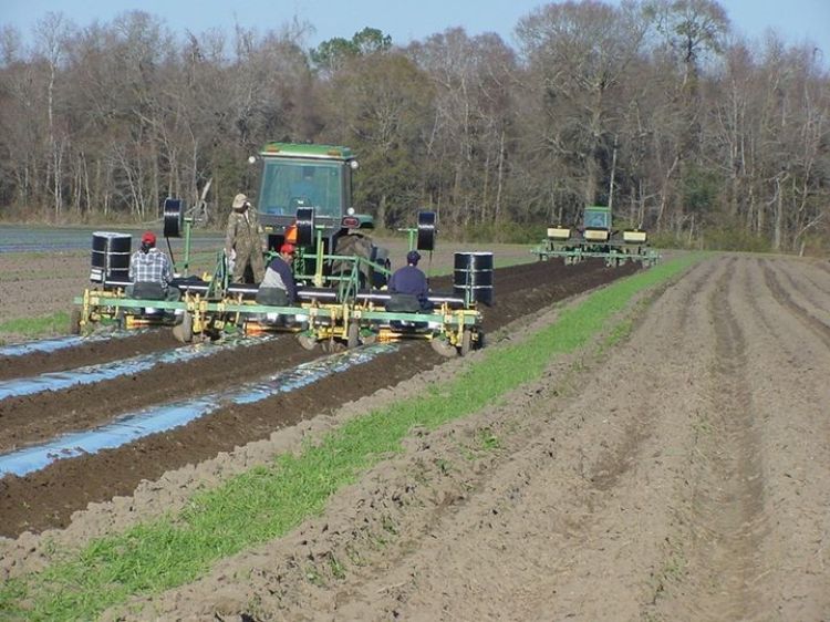 Planting vegetables