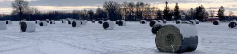 Snow covered rounds bales of hay in field.