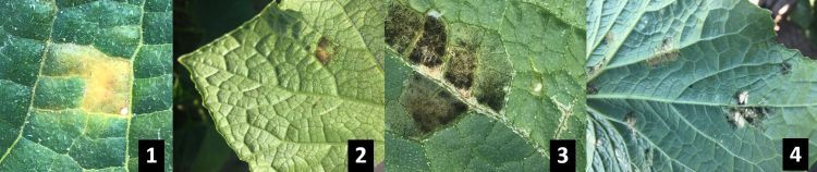 Downy mildew symptoms