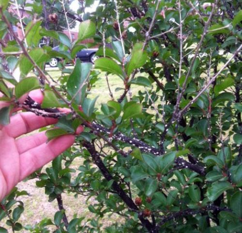 Canopy thinning caused by an infestation of azalea bark scale. Photo credit: Proscapes Lawn