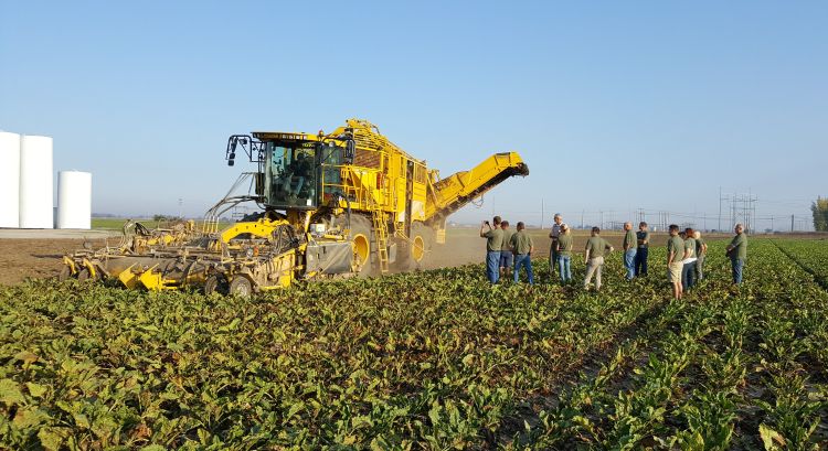 Past participants observing sugar beet harvesting.