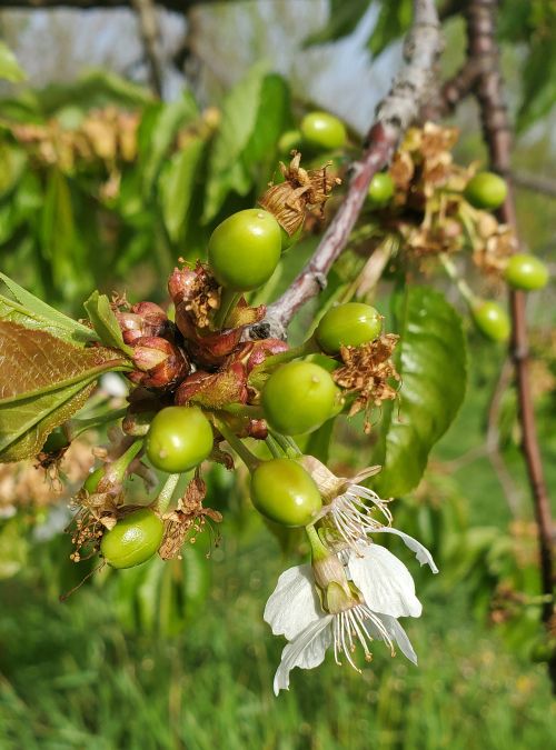 Sweet cherries blooming.