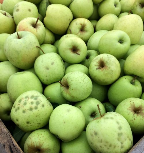 Photo 1. Golden Delicious with known brown marmorated stink bug injury. Photo: Amy Irish-Brown, MSU Extension.