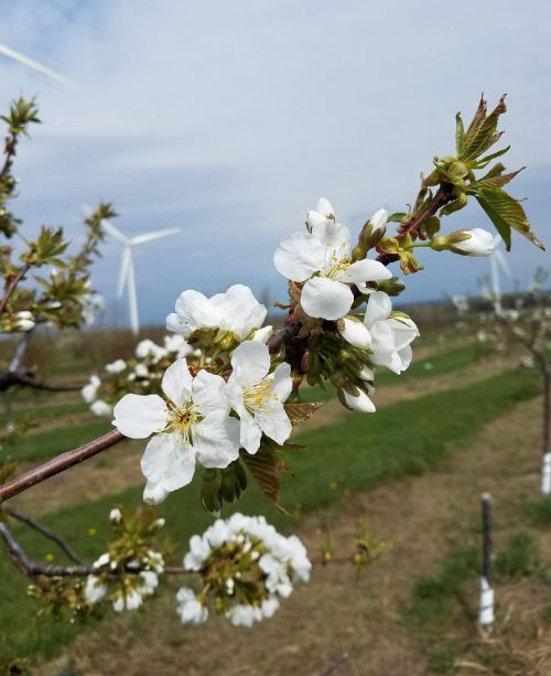Lapins sweet cherry in bloom. All images courtesy of Dave Jones, MSU Extension.