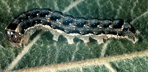 Larva is light green, similar to the speckled green fruitworm, but white stripes and spots are more pronounced and a wide white band appears along each side. 