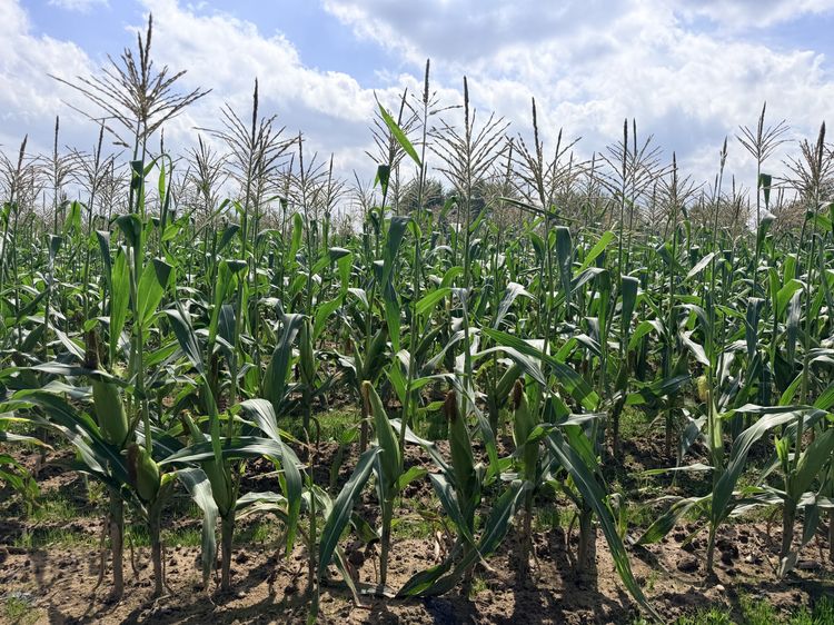 Tall sweet corn growing in a field.