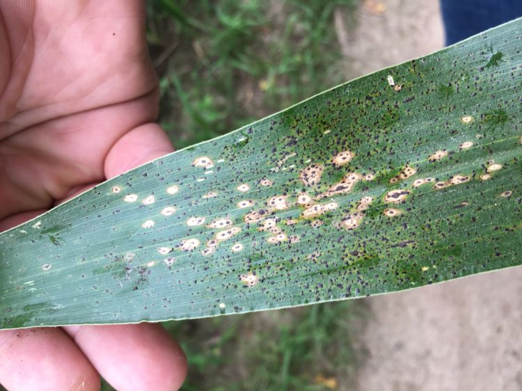 A picture of corn with tar spots on it.