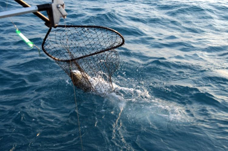 A fish is being swept up from the water in a fishing net coming from a boat (boat not seen). Photo: Michigan Sea Grant