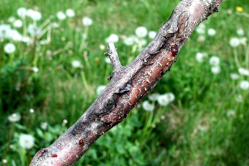  Cankers on a limb. 