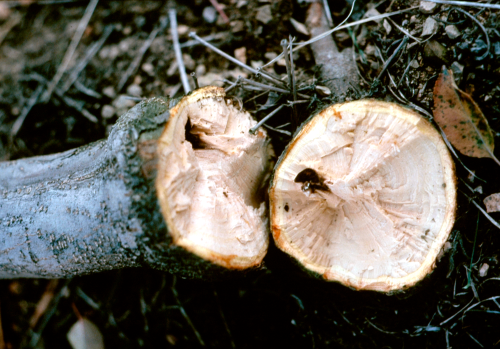 Weakened graft union causes scion and rootstock to separate or crack under stress.